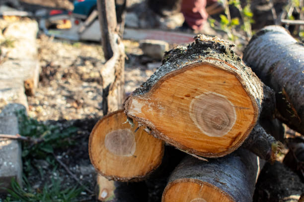 Trusted Sidney, OH Tree Care Experts