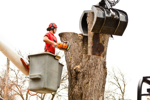 How Our Tree Care Process Works  in  Sidney, OH